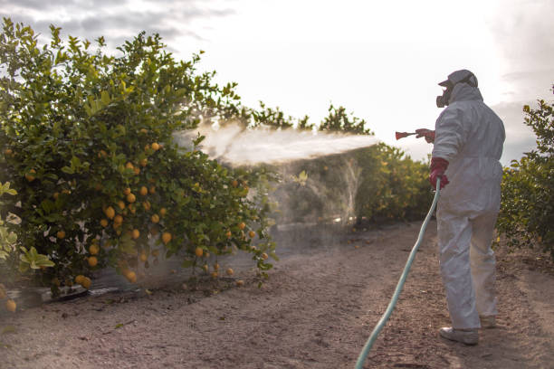 Best Termite Control Services  in Hybla Lley, VA