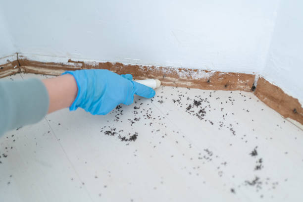 Best Pest Removal Services  in Hybla Lley, VA